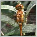 Sympetrum striolatum - Grosse Heidelibelle jung-m05.jpg